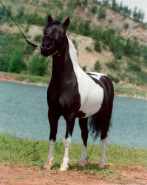 Navajo papa de Star.jpg (12 ko)